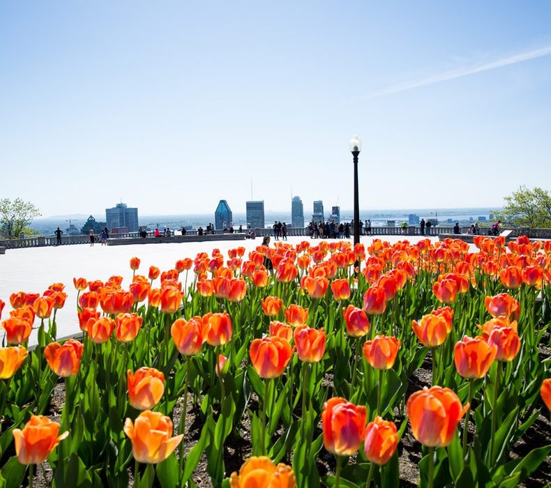 Where to see spring blossoms in Montréal | Tourisme Montréal